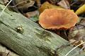 Champignon en sous bois